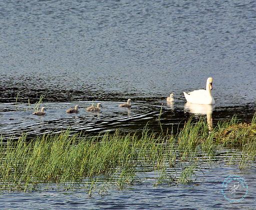 Mute Swan 8T77D-08.JPG